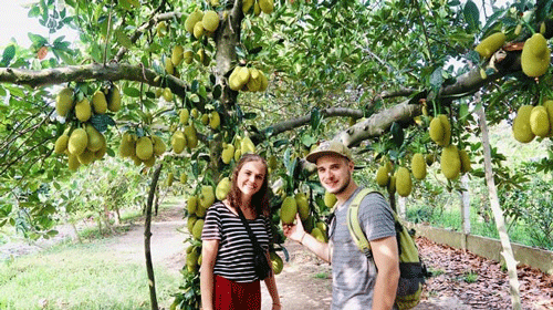 Tour Miền Tây 1 Ngày Vườn Trái Cây